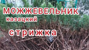 Можжевельник. Стрижка