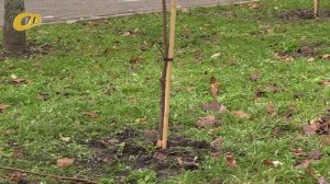 СОТРУДНИКИ ГКС ЖЕЛЕЗНОГОРСКА ВЫСАДИЛИ 78 ЛИП