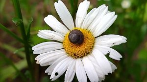 Спящая улитка на ромашке