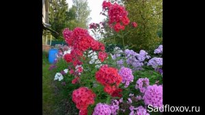Красные и малиновые флоксы