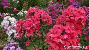 Старинный флокс Коралл, селекции Гаганова