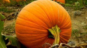 Тыква и осенние заморозки: когда срочно убирать урожай?