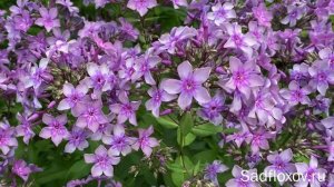 Флокс Звездочет, селекции Г.А. Морозовой, в моем саду