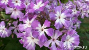 Флокс Лунный Камень селекции М.Ф. Киреевой
