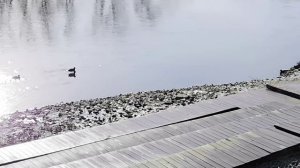 Летят утки… по мотивам русской народной песни   Видео Виктор Поживин