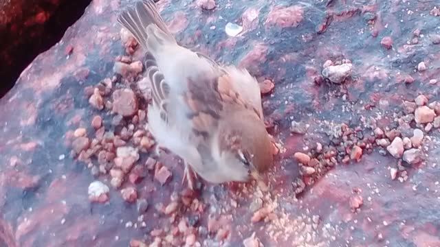 Воробьи на Финском заливе. Часть вторая. Воробей крупным планом. смотреть онлайн