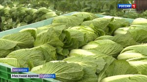 В Баксанском районе собирают пекинскую капусту