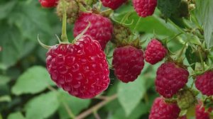 По малину в сад пойдём, плясовую заведём / Ирин ДОМ / Песни для Детей