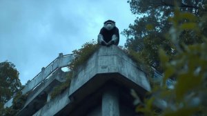 Следящий За Граничностью Видений remix