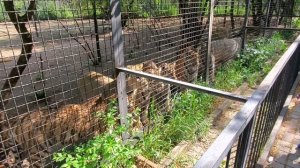 тигры любят футбол