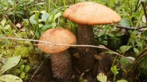 Вот что творилось в лесу после 3-х дневного дождя