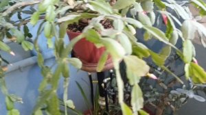 Декабрист весь в бутонах.Герань радует🍀