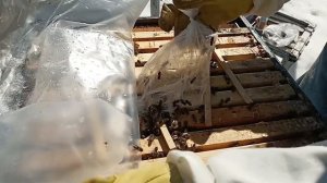 ВарроНет и пихтовое масло от клеща варроа ! Весенняя экологичная обработка пчёл от клеща  2 способа