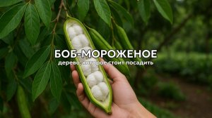 Боб-мороженое (инга): недооценённое дерево, которое вам стоит посадить 🍦