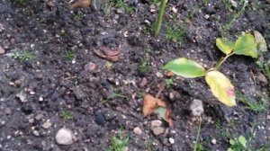 17- Дача😃отдыхать мы умеем😂