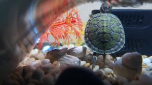 Манго-черепашка!