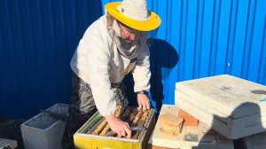 Спасаем семью для зимовки