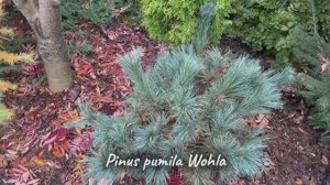 Pinus pumila Wohla