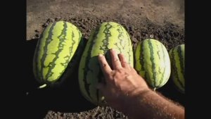 Арбузы в открытом грунте