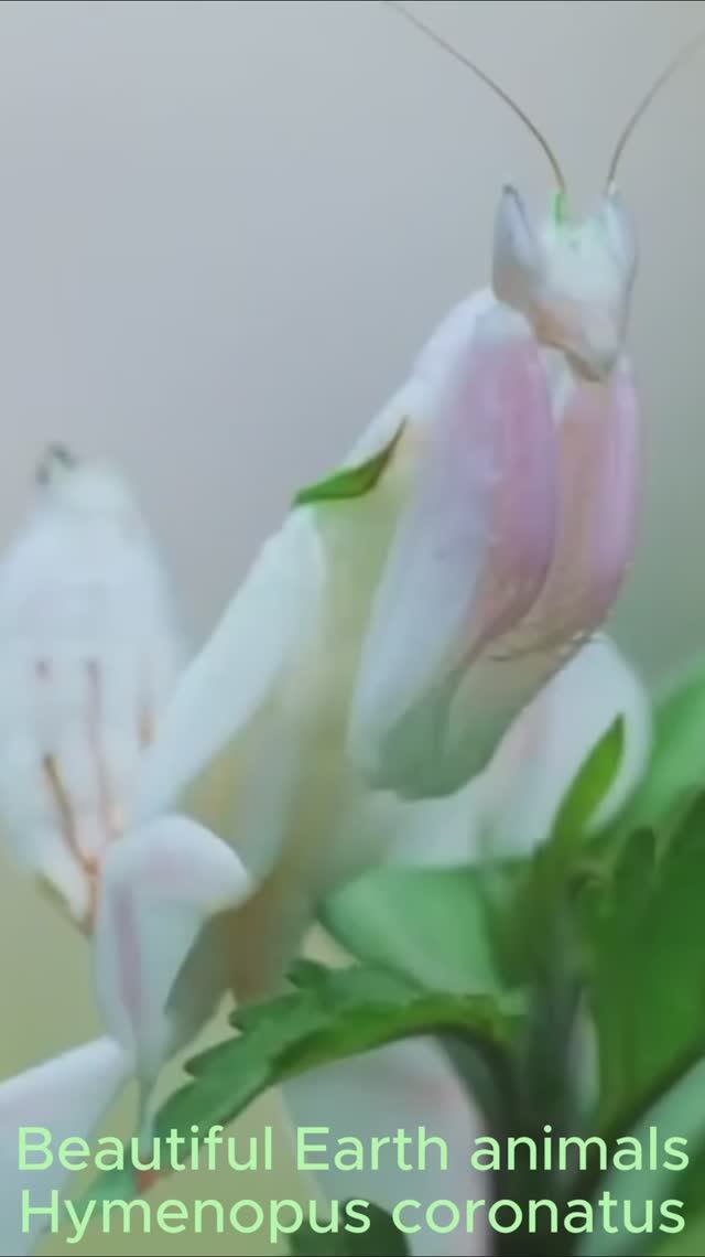 Красивые животные Земли - Hymenopus coronatus