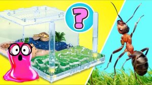 Муравьиная ферма в морском стиле своими руками  Что делают муравьи, пока никто не смотри