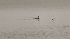 Ейский лиман ноябрь 2025г!