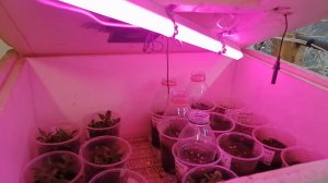 Самодельная автоматическая минитепличка для рассады