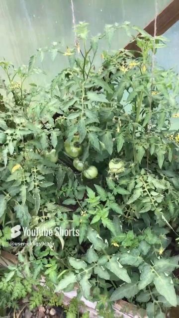 Ленобласть. Хвойное. 15.07.2024. Помидоры в теплице, на даче. Эпизод 1