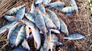 Безумно БЕШЕНЫЙ КЛЕВ ОКУНЯ за ЧАС ВЕДРО на СПИННИНГ: Рыбалка в Астрахани.