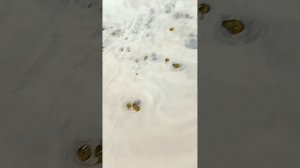 Изготовление столешницы из капового тополя. Смола эпоксидная с подсветкой.