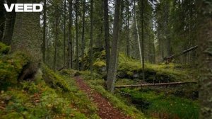 BallaDonna - Волк