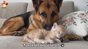 Котята и щенята 🐈🐶 Кошки и собаки 🤗 Милое видео про животных (2)