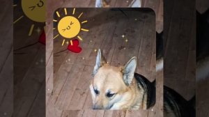 1000040850.mp4 (Собака смотрит на монтаж э/проводки (вариант монтажной коробки) в доме А-фрейм)