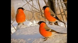 На снегу снегирей фонари