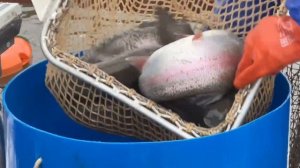 Запуск форели