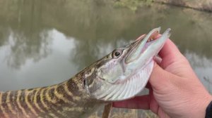 Рыбалка в межсезонье. Как подобрать ключик к хищнику поздней осенью.