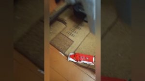 ГРЕННИ И ГРЕНДПА В РЕАЛЬНОЙ ЖИЗНИ. ГРЕНДПА ИЩЕТ ИНГРЕДИЕНТЫ ДЛЯ ЗЕЛЬЯ