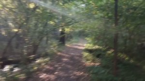 Лесная аллея поход по грибы 2025