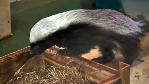 Малышка медоеда переехала в новый вольер и проверяет все на прочность.