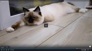 КУБОК ШАРМ (кошки) - конкурс 31-й выставки кошек PCA 22 ноября 2025г