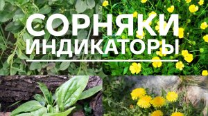 🌿Сорняки индикаторы. Что скажут сорняки о вашей почве