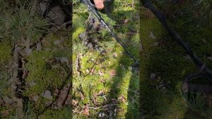 Рабочие моменты: Старый Добрый Сигнум против Сталкера