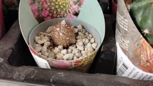 Мучнистый червец на кактусах в московском Ашане 2025