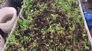 Снег за окном, а в теплице сельдерей.