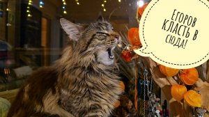 Маша принимает гекконов бананоедов на воспитание, кошка Морошка ест Егора. Сова Ёль со мной согласна