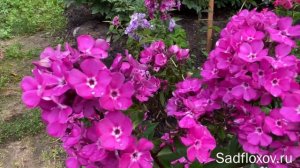 Мелкоцветковый флокс Свит Вильямс Sweet Williams