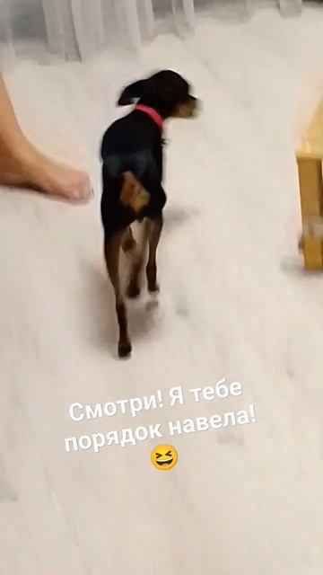 Принимай работу! 🤣 Смешные животные!