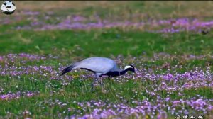 Милая семья Журавлей-красавок Grus virgo в автономном регионе Монголии.