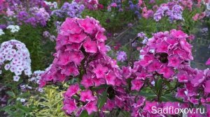 Дымчатый флокс Пепел Розы селекции В.И. Егоровой