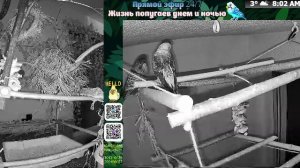 Волнистые попугаи 🦜🦜🦜 | авиарий на балконе📍